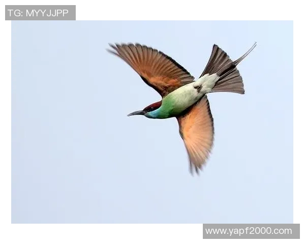 中国与南非篮球精彩对决回放全场精彩瞬间重温分析